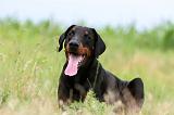 DOBERMANN 1286